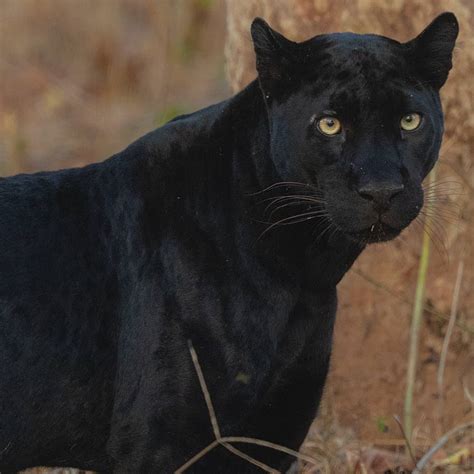 Top reserves & sanctuaries to spot Black Panther in India | Black Leopard