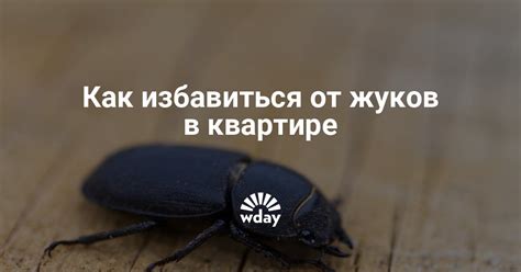 Жуки в квартире: какие бывают и как от них избавиться | WDAY