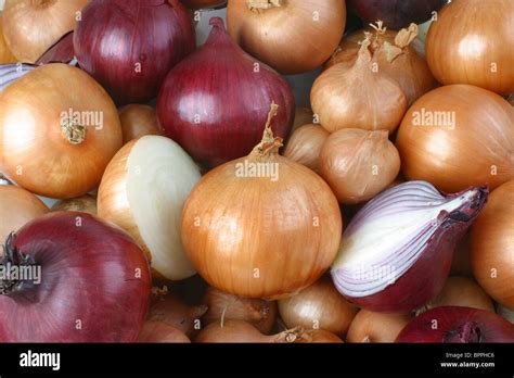 onion types  res stock photography  images alamy