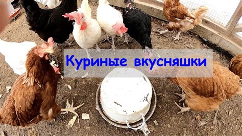 Рыбий жир для кур - YouTube