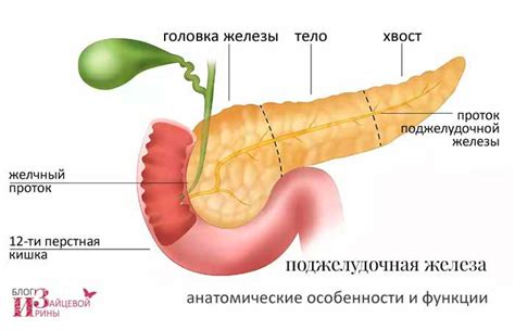 Поджелудочная железа. Где находится и как болит. Симптомы заболевания