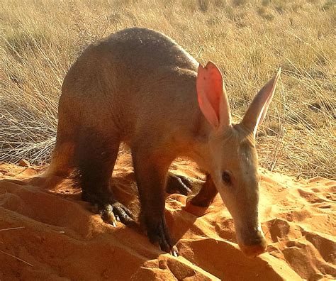 Aardvark - DilekDecklin