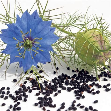 حبة البركة او الحبة السوداء أو الكمون الأسود (الاسم العلمي: Nigella