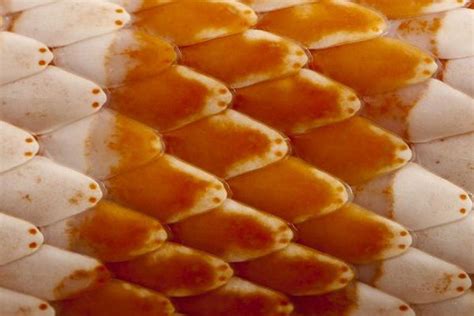 Tessellations In Nature