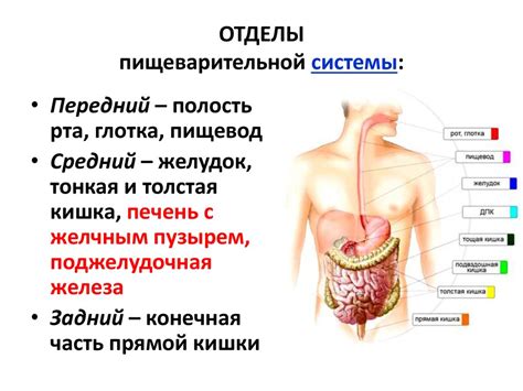 Физиология пищеварения. Лекция № 18 - презентация онлайн