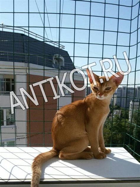 Выгул на окно для кошек (балкон) в Москве - AntiKot.ru
