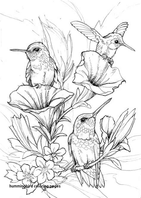 Hummingbird Coloring Page at GetColorings.com | Free printable ...