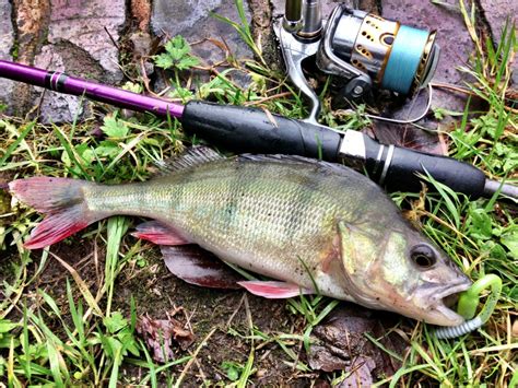 Drop Shotting for Perch
