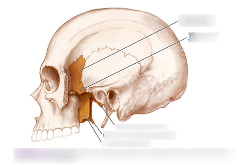 sphenoid bone lateral view diagram quizlet