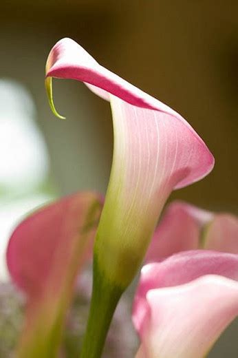Zantedeschia Captain Romance (Calla Lily) – Garden