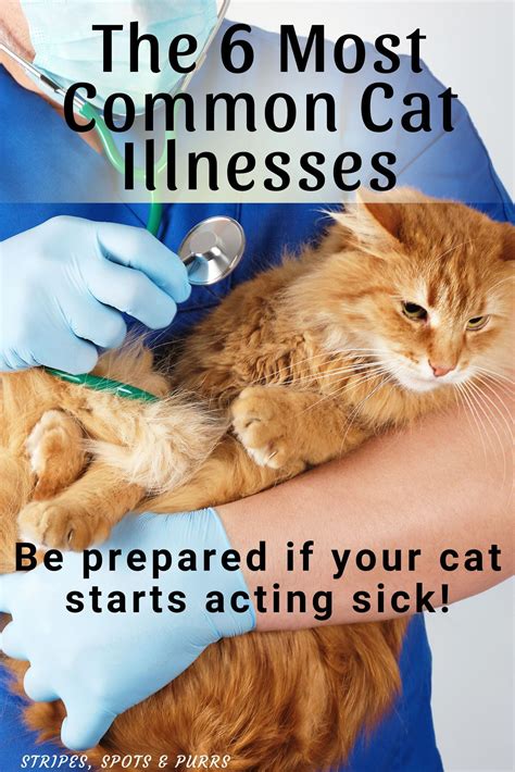 Common skin disorders in cats – Artofit