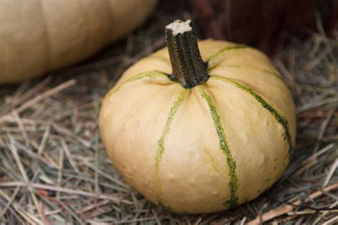 squash vegetable  stock photo public domain pictures