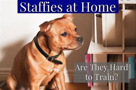 how to train a staffy dog