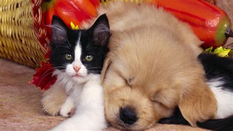 🔥 Free Download Cute Dog And Cat Animals Wallpaper Background Fondo Hd ...