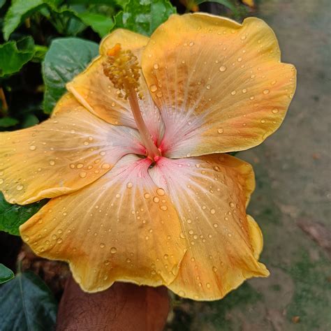 buy american hibiscus plant light yellow  purchase
