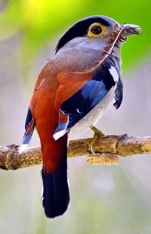 Bird Tour Malaysia provide schedule birding tour in monthly basic