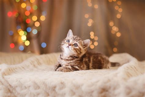 Schattige kitten - Fotobehang