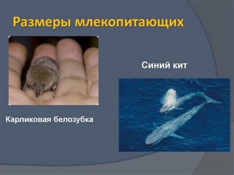 Внешнее строение млекопитающих - презентация онлайн