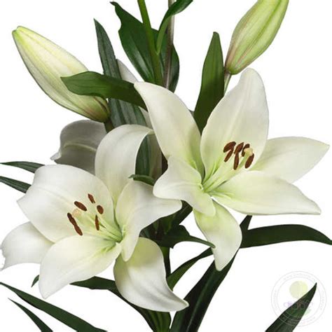 Лилия Ричмонд (Lilium Richmond) купить луковицы в Москве по низкой цене ...