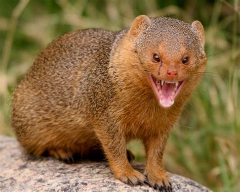 mongoose animal hawaii  nancy hutchinson blog