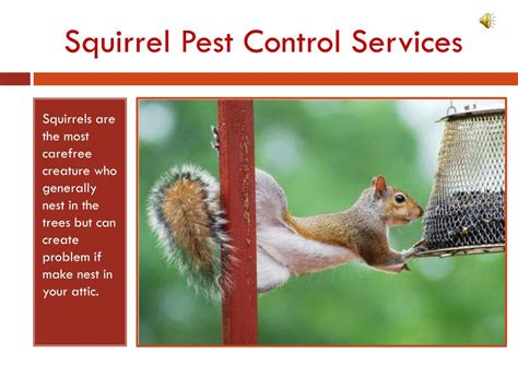 PPT - Squirrel Pest Control Services PowerPoint Presentation, free