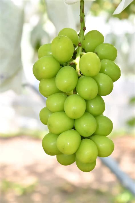Shukaen: Cultivating Tradition, Nurturing Excellence in Grape Farming