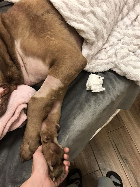 Poor New Jersey pooch dies after fight with porcupine | New York Post