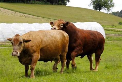 Bull Mating Cow Up Close - All About Cow Photos