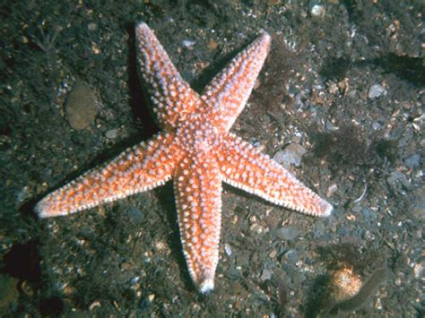 species gallery echinodermata marlin  marine life information