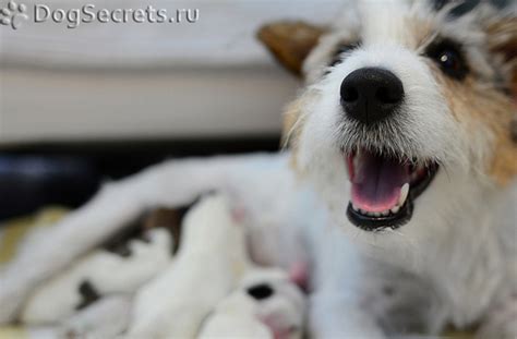 Лактация у собак: как увеличить или прекратить