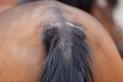 ASKHQ: SWEET ITCH IN WINTER | HQ Magazine
