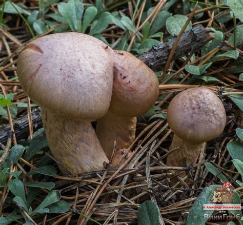 Мокруха пурпуровая (Chroogomphus rutilus) фото и описание