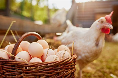manfaat telur ayam kampung bagi kesehatan  jarang diketahui