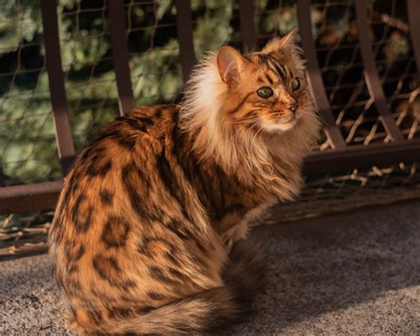 PHOTOS: Meet Cezar, the Cashmere Bengal Cat Who Looks Like an Adorable ...