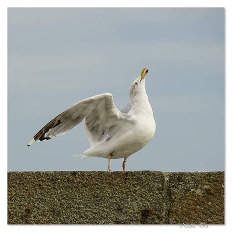 Oiseau de mer (ou oiseau marin). - La Sarthe et les petits coins et ...