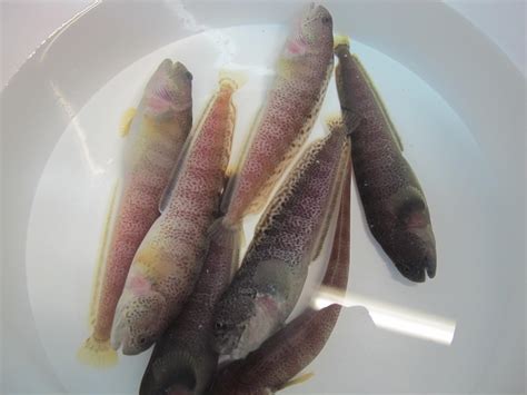 Which Anarhichas species is this? | ResearchGate