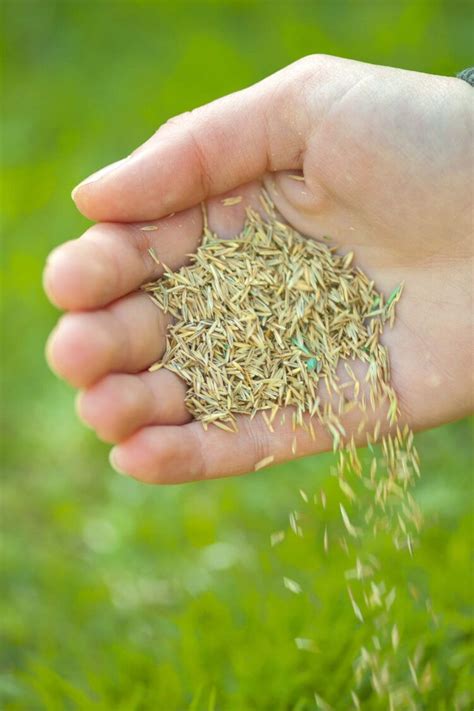 How to Plant Grass Seed for your Lawn – Snappy Living