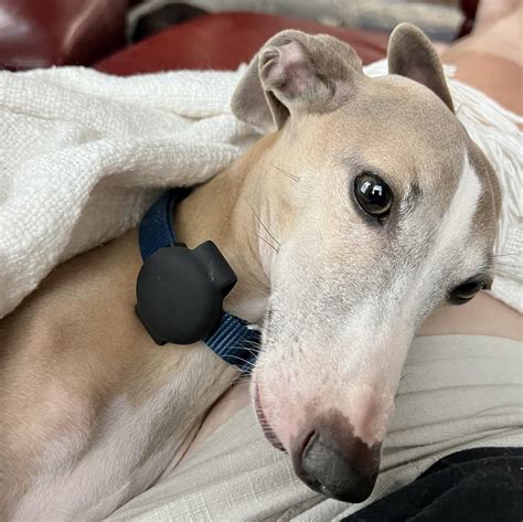 Real-time GPS will soon fix the bustracker greyhound 24