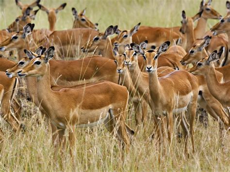 Antelope