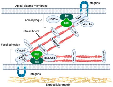 FAK-Dependent Cell Motility and Cell Elongation