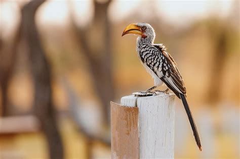 premium photo portrait   namibian toko bird  profile  sunset