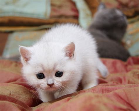 Котики милые (20 фото) 😅 pichold.ru