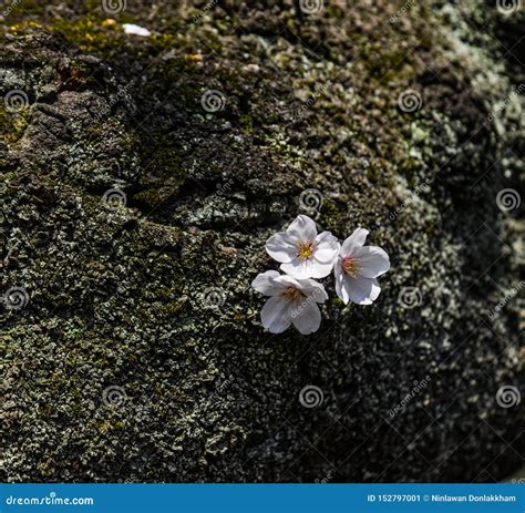 Cherry Blossom Hanami in Kyoto, Japan Stock Image - Image of japan