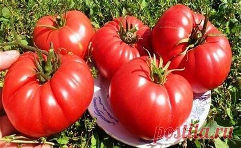 Томат Бычье сердце: выращивание в открытом грунте Лето — период насла ...