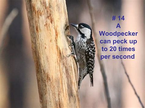 The Fun Freaky Facts QUIZ On Animals | PPT