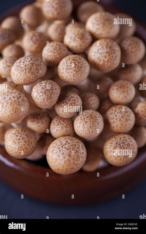 shmeji, shimeji, shmejis Stock Photo - Alamy