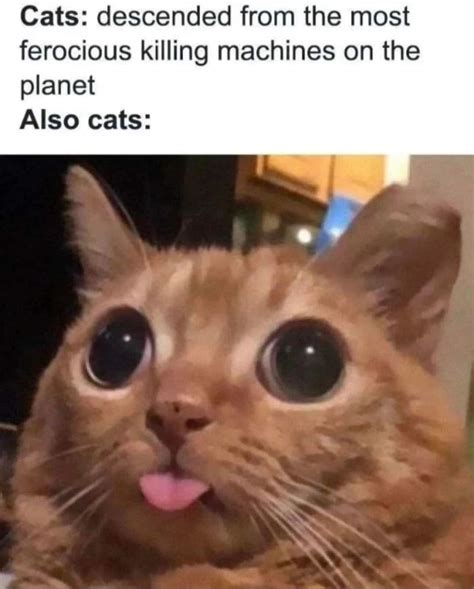 woman yelling  cat memes      animals