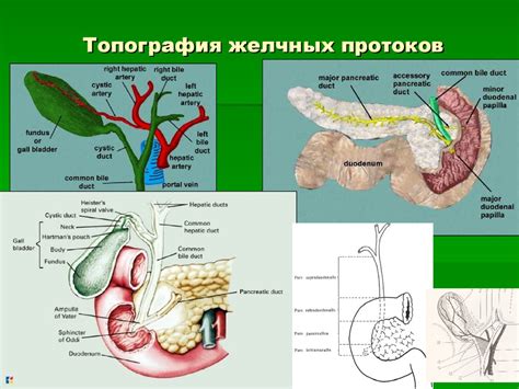 Топографическая анатомия брюшной полости. Границы области, деление на ...