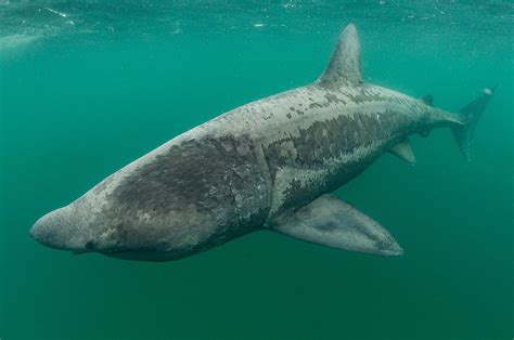 Basking sharks, Scotland - Photography by Terry Steeley