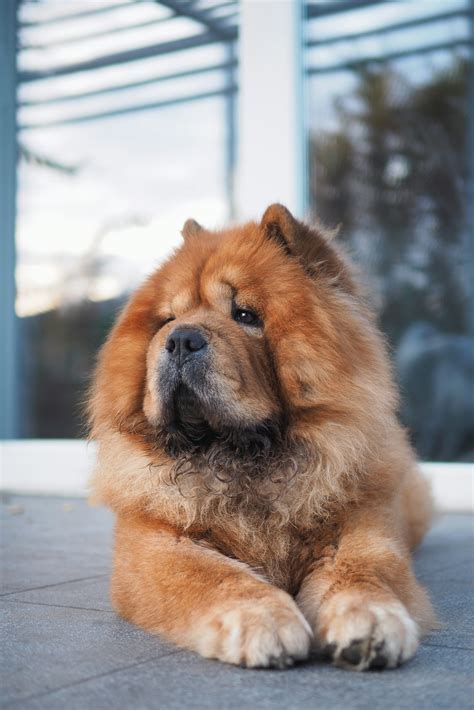 Chow Chow Pictures | Download Free Images on Unsplash